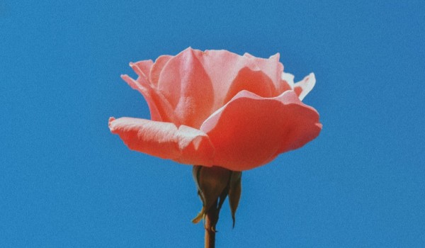 Jak dobrze znasz Huberta lol