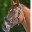 horseslovers