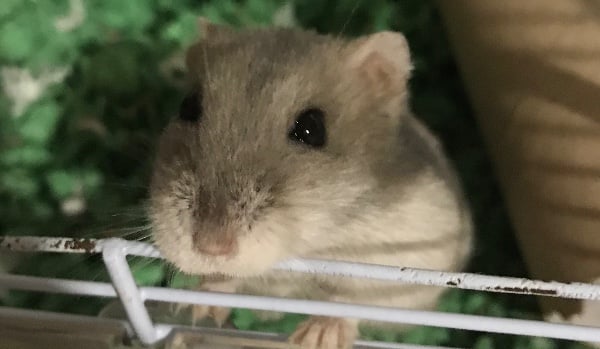 Test wiedzy o chomikach