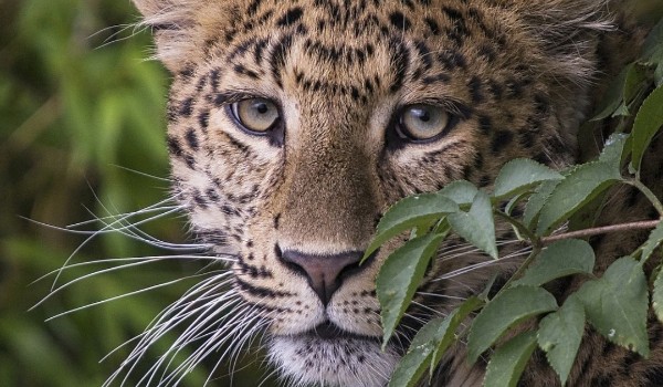 Zapisy do RP o dzikich kotach!