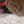 catvlog