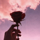 softlikerose