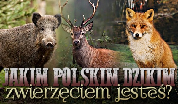 Jakim polskim dzikim zwierzęciem jesteś?