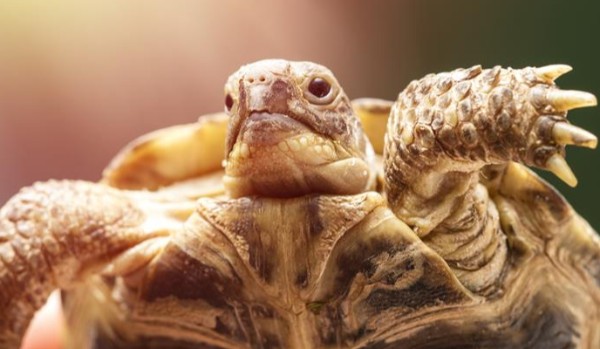 Jakim gatunkiem żółwia jesteś,i co dany gatunek o tobie mówi?