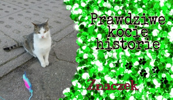Prawdziwe kocie historie #14