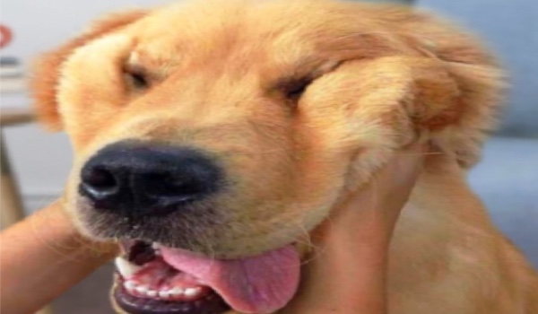 Jaką rasą psa jesteś