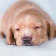 Dyzio_Bella