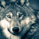 wolny_wilk