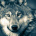 wolny_wilk