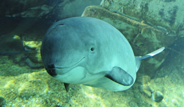 How well do you know  Porpoise?