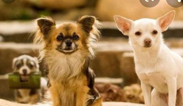 Jak dobrze znasz film Chihuahua z Beverle Hills