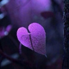 Julit_flower_heart