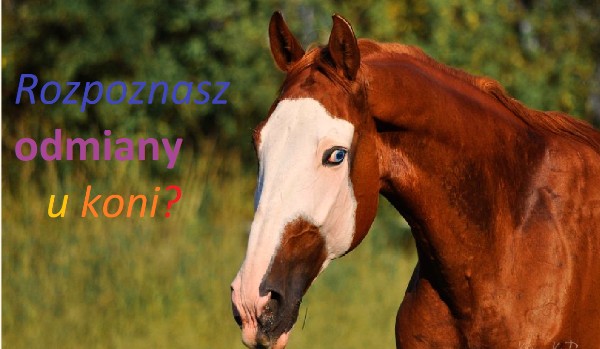Rozpoznasz odmiany u koni?