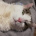 _cat_balbinka_
