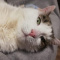 _cat_balbinka_