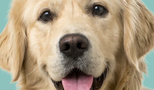 Czy rozpoznasz 5 ras psów?