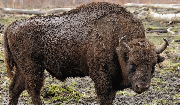 European bison quiz