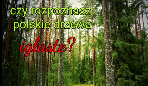Czy rozpoznasz polskie drzewa iglaste?