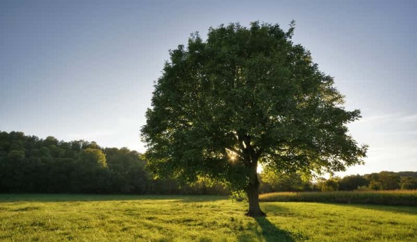 Jakim gatunkiem drzewa jest twoje drzewo genealogiczne?