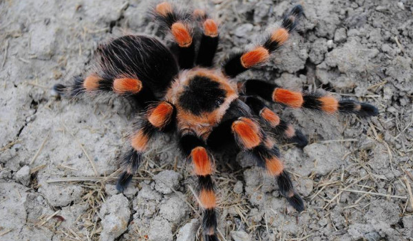 brachypelmy