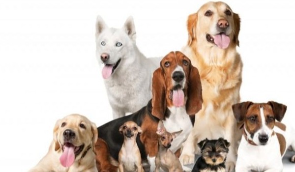 Jaką rasą psa jesteś?