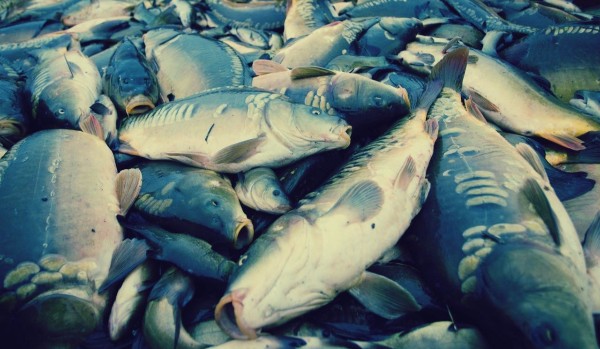 ile wiesz o karpiach?