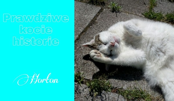 Prawdziwe kocie historie #10