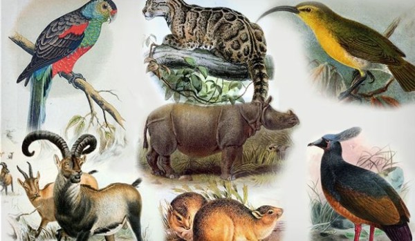 Czy rozpoznasz wszystkie zwierzęta które wyginęły przez działalność człowieka?