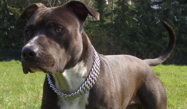 Jakim psem jesteś ?