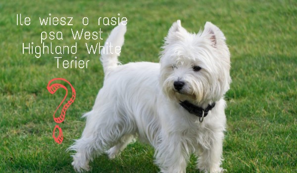 Ile wiesz o rasie psa West Highland White Terier?
