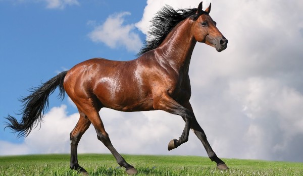 Jak dobrze znasz się na koniach i na jeździectwie?