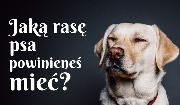 Jaką rasę psa powinieneś mieć?
