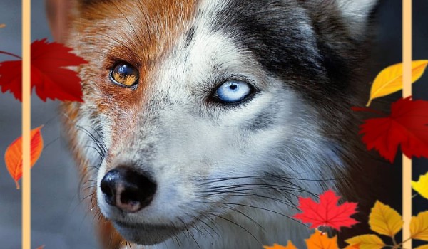 Jesteś bardziej podobny do lisa czy wilka?