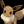 Going_to_eevee