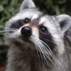 iamraccoon