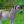 Horsiara_