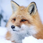 XD.FOX