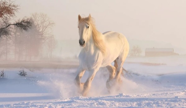 Czy uda Ci się w tym roku pojechać na zimowy, jeździecki obóz sportowy?