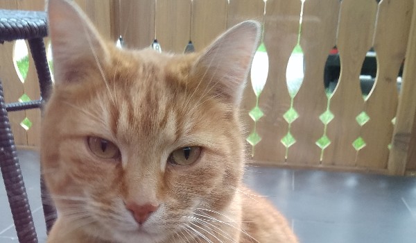 Czy byś przetrwał w milionerach