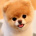Future_Shiba