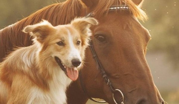 Jesteś psem czy koniem?
