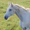 bialykonik