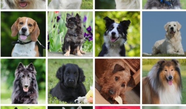 Czy rozpoznasz rasy psów po szczeniakach ?