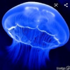 zuza.meduza