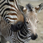 Pasiata_Zebra