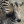 Pasiata_Zebra