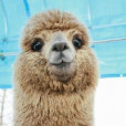 Lama_xx