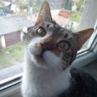 Maxdzik