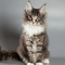 HoneyCat