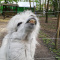Sonikkonik